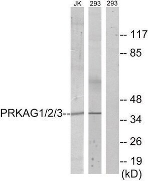 Anti-PRKAG1 antibody produced in rabbit affinity isolated antibody