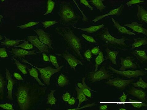 Monoclonal Anti-EIF4EBP3 antibody produced in mouse clone 1E3, purified immunoglobulin, buffered aqueous solution