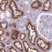 Anti-CUBN Prestige Antibodies&#174; Powered by Atlas Antibodies, affinity isolated antibody