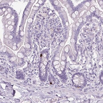 Anti-GLP2R antibody produced in rabbit Prestige Antibodies&#174; Powered by Atlas Antibodies, affinity isolated antibody, buffered aqueous glycerol solution