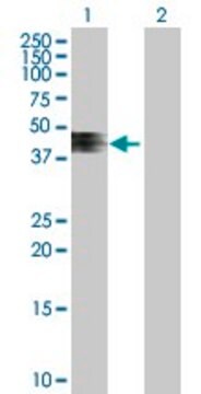 Anti-ZNRF4 antibody produced in mouse purified immunoglobulin, buffered aqueous solution