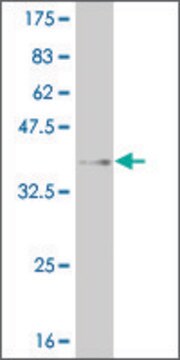 ANTI-MEOX1 antibody produced in mouse clone 1D10, purified immunoglobulin, buffered aqueous solution