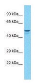 Anti-ADRB1 (C-terminal) antibody produced in rabbit affinity isolated antibody