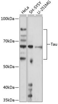 Anti-Tau antibody produced in rabbit