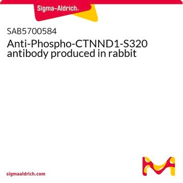 Anti-Phospho-CTNND1-S320 antibody produced in rabbit