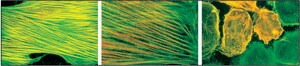 Monoclonal Anti-Actin, &#945;-Smooth Muscle clone 1A4, ascites fluid