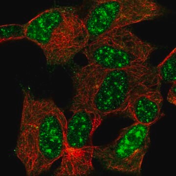 Anti-CYGB antibody produced in rabbit Prestige Antibodies&#174; Powered by Atlas Antibodies, affinity isolated antibody