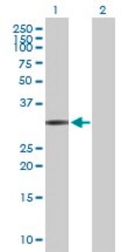 Anti-FCN1 antibody produced in rabbit purified immunoglobulin, buffered aqueous solution