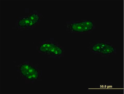 Monoclonal Anti-PWP1 antibody produced in mouse clone 3A11, purified immunoglobulin, buffered aqueous solution