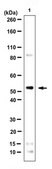 Anti-ESRRB Antibody from rabbit, purified by affinity chromatography