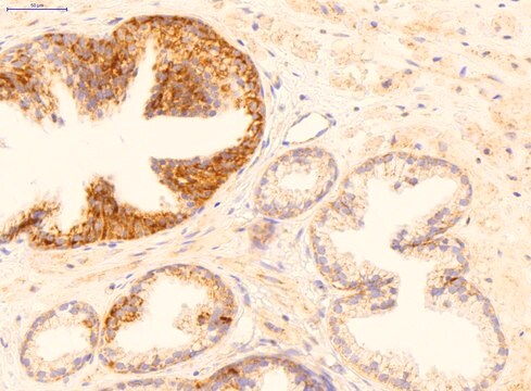 Anti-GADD45B affinity isolated antibody