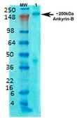 Monoclonal Anti-Gaba-B Receptor 2 - Atto 488 antibody produced in mouse clone S81-2, purified immunoglobulin
