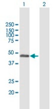 Anti-RCN2 antibody produced in mouse purified immunoglobulin, buffered aqueous solution