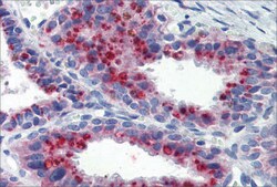 Anti-KCNK9 antibody produced in rabbit affinity isolated antibody