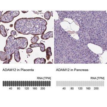 Anti-ADAM12 antibody produced in rabbit Prestige Antibodies&#174; Powered by Atlas Antibodies, affinity isolated antibody, buffered aqueous glycerol solution