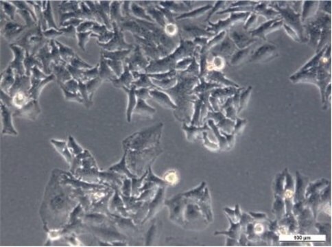 HeLa Cell Line human NOTE: Both the cell line and DNA from the cell line may be available for this product. Please choose -1VL or VIAL for cells, or -DNA-5UG for DNA, 93021013, human cervix, Epithelial