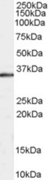 Anti-RAD51AP1 (C-terminal) antibody produced in goat affinity isolated antibody, buffered aqueous solution