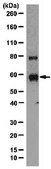Anti-MMP-3 Antibody, NT from rabbit, purified by affinity chromatography