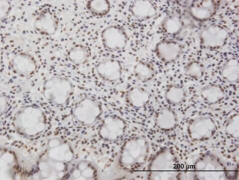 Monoclonal Anti-NFKB1, (C-terminal) antibody produced in mouse clone 4A11, purified immunoglobulin, buffered aqueous solution