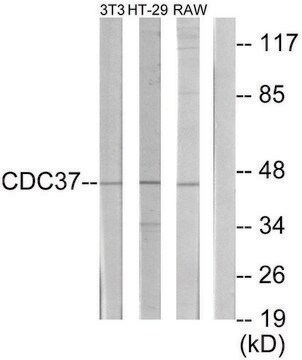 Anti-p50 CDC37 antibody produced in rabbit affinity isolated antibody