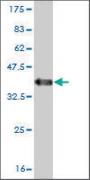 Monoclonal Anti-RNF19 antibody produced in mouse clone 4E4, ascites fluid