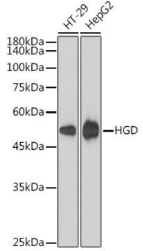 Anti-HGD Antibody, clone 7O8Q1, Rabbit Monoclonal