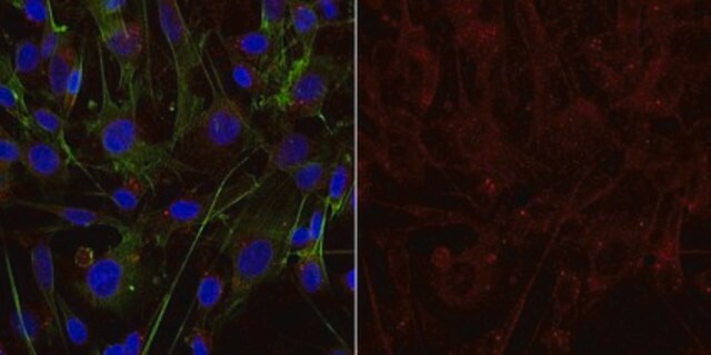 Anti-Galactocerebroside Antibody, clone mGalC Antibody, Alexa Fluor&#8482; 555 conjugate clone mGalC, from mouse, ALEXA FLUOR&#8482; 555