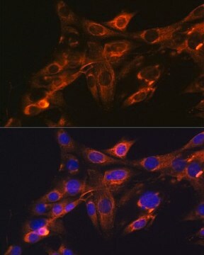 Anti- Src antibody produced in rabbit