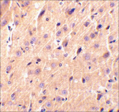 Anti-Precerebellin (ab2) antibody produced in rabbit affinity isolated antibody, buffered aqueous solution