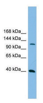 Anti-MAP3K14 (N-terminal) antibody produced in rabbit affinity isolated antibody