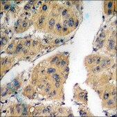 Anti-phospho-Csk (pSer364) antibody produced in rabbit affinity isolated antibody