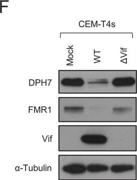 Anti-DPH7 antibody produced in rabbit Prestige Antibodies&#174; Powered by Atlas Antibodies, affinity isolated antibody, buffered aqueous glycerol solution