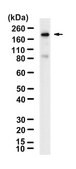 Anti-MYH6 Antibody, clone 1L5 ZooMAb&#174; Rabbit Monoclonal recombinant, expressed in HEK 293 cells