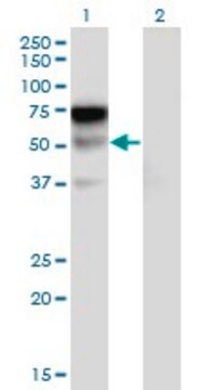 Monoclonal Anti-LILRA2 antibody produced in mouse clone 3C7, purified immunoglobulin, buffered aqueous solution