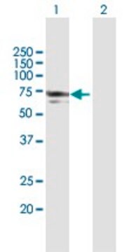 Anti-NMT1 antibody produced in mouse purified immunoglobulin, buffered aqueous solution