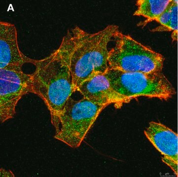 Anti-ULBP-3 Antibody, clone 3C10 ZooMAb&#174; Rabbit Monoclonal recombinant, expressed in HEK 293 cells