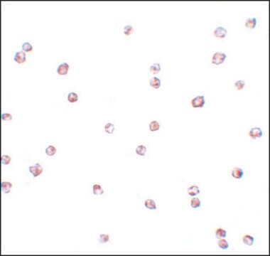 Anti-FOXO3 antibody produced in rabbit affinity isolated antibody, buffered aqueous solution