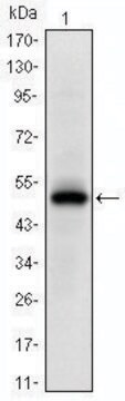 Monoclonal Anti-EPHA10 antibody produced in mouse clone 2E8, ascites fluid
