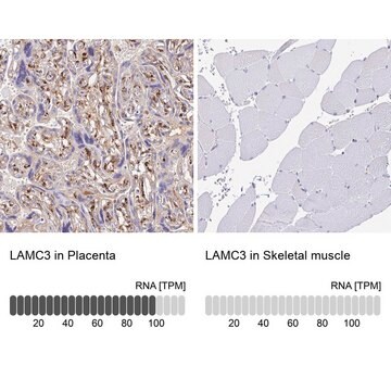 Anti-LAMC3 antibody produced in rabbit Prestige Antibodies&#174; Powered by Atlas Antibodies, affinity isolated antibody, buffered aqueous glycerol solution