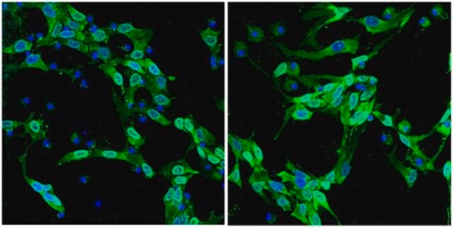 Anti-Sox2, Alexa Fluor&#8482; 488 Conjugate Antibody from rabbit, ALEXA FLUOR&#8482; 488