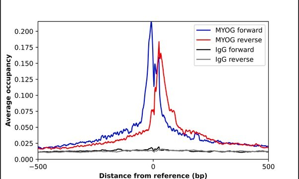 Anti-MYOG antibody produced in rabbit Prestige Antibodies&#174; Powered by Atlas Antibodies, affinity isolated antibody