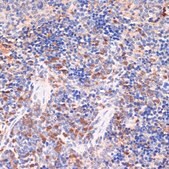 Anti-Cox2 antibody produced in rabbit