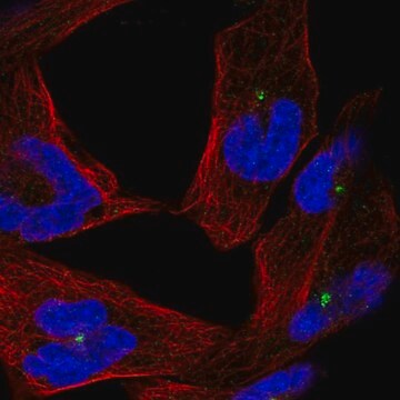 Anti-CEP290 antibody produced in rabbit Prestige Antibodies&#174; Powered by Atlas Antibodies, affinity isolated antibody