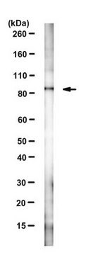 Anti-HAP1 Antibody, clone 1B6 clone 1B6, from mouse