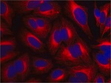 Anti-&#946;-Tubulin antibody, Mouse monoclonal ~2.0&#160;mg/mL, clone AA2, purified from hybridoma cell culture