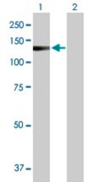 Anti-DKFZp434B1231 antibody produced in rabbit purified immunoglobulin, buffered aqueous solution