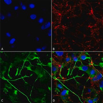 Monoclonal Anti-Vglut2 - Atto 594 antibody produced in mouse clone S29-29, purified immunoglobulin