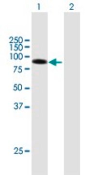 Anti-DLL1 antibody produced in mouse purified immunoglobulin, buffered aqueous solution