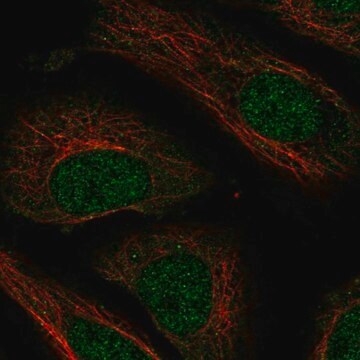 Anti-NXT2 antibody produced in rabbit Prestige Antibodies&#174; Powered by Atlas Antibodies, affinity isolated antibody