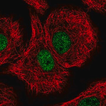 Anti-DDB1 antibody produced in rabbit Prestige Antibodies&#174; Powered by Atlas Antibodies, affinity isolated antibody